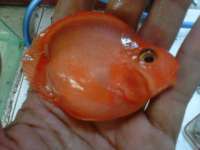 Ikan Blood parrot cichlid 7 cm - 10 cm