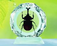 real insect amber desktop decoration