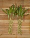 Suji/ Bambu Hoki (Lucky Bamboo) TERALIS 420