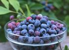 Blueberry Extract