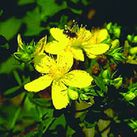 St. John's Wort P.E