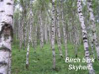 Birch bark Extract (Betulin & Betulinic acid)
