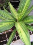 Cordyline Green Kiwi