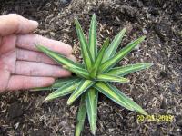 Agave Victoriae Regginae Medio Picta  NEW STOCK!! Seedling and Medium size (updated 28/4/09)