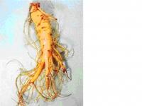 Panax Ginseng Extract (huping@nutra-max.com)