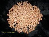 Kacang tanah (Arachis hypogaea L.) Kacang tanah; English=Peanut ; Call=+6281326220589