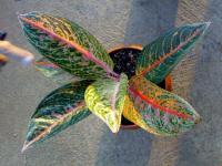 Aglaonema Arimbi 6d