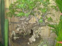 SANTIGI LANANG BONSAI