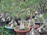 Adenium obesum bonggol C