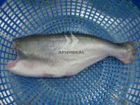 Pangasius Fish - HGT