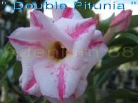 Double Pitunia
