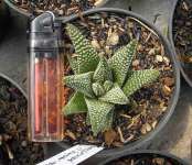 Haworthia Minima