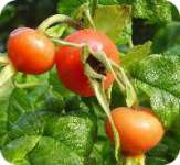 Rose hip extract