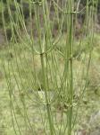 Horsetail P.E.