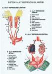 Sistem Alat Reproduksi Amphibi
