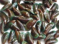 JUAL : kerang HIJAU/green mussels (live)