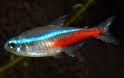 NEON TETRA