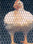 sell wire mesh , netting , etc