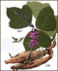 Kudzu Root P.E.