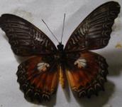 Butterfly Citosia Myrama