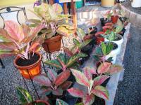 Aglaonema anakan tiara,  hotlady,  dolores,  lucia,  stella dll