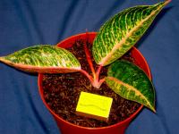 Aglaonema Gabriel with 4 Leafs