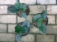 Aglaonema Simplex 4d, 5d, 5d (TERJUAL) Masih tersedia beberapa pot