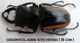 Insect odontolabis stevensi