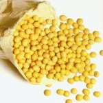 soybean/ yellow bean/ organic soybean