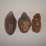 Jual Abalone Kering / Dried