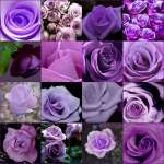Mawar ungu / purple rose