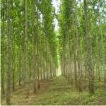 Investasi Kepemilikan Hutan Perkebunan JABON