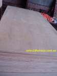 Acacia Plywood