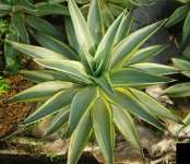 Agave