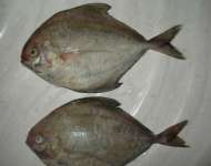 ikan bawal hitam( black pomfret)