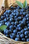 bilberry berry 25% OPC