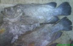 Chilled/Fresh Grouper (Sea Bass)