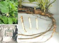 Pueraria (Kudzu Root) P. E. 40% Isoflavones