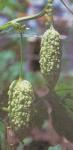 PARE ( MomordicaCharantia L.) Familia: Cucurbitaceae &gt; &gt; SMS= 0858-763-89979&gt; &gt; SMS= 081-32622-0589 &gt; &gt; SMS= 081-901-389-117 &gt; &gt; Email= BudimanBagus01@ yahoo.com