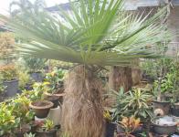 Palm Jenggot - Coccothrix crinita