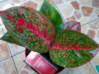 Sturdust 5 daun (Terjual)