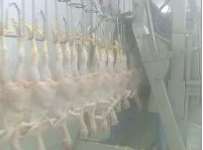 Halal Chicken Slaughter Machine in China