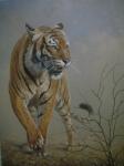 Tiger ( 120 x 90)
