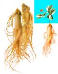 Ginseng Root Extract