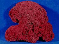 red pipe organ coral