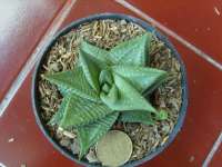 Haworthia Limifolia hybrid silver