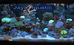 Aquarium Marine,  Ikan Hias Laut & Coral