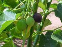 Available bulk quantity of Jatropha