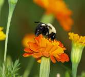 Marigold Extract