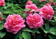 Chinese Red Tree Peony Flower Seedling